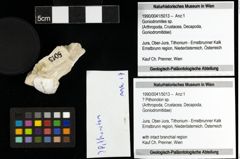 Foto (Objekt + Etiketten) von ? Pithonoton sp. 